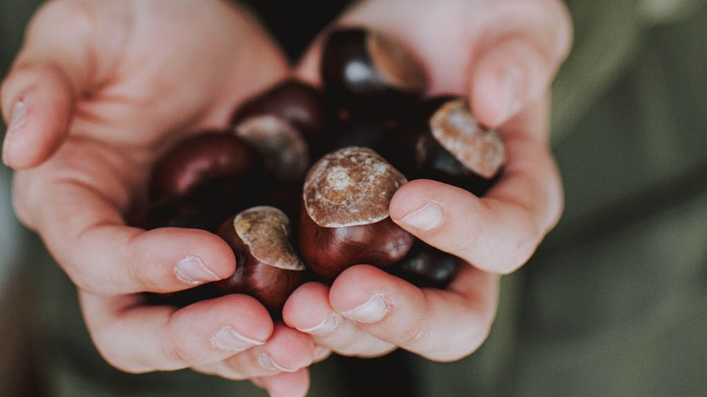 a hand full of chestnuts