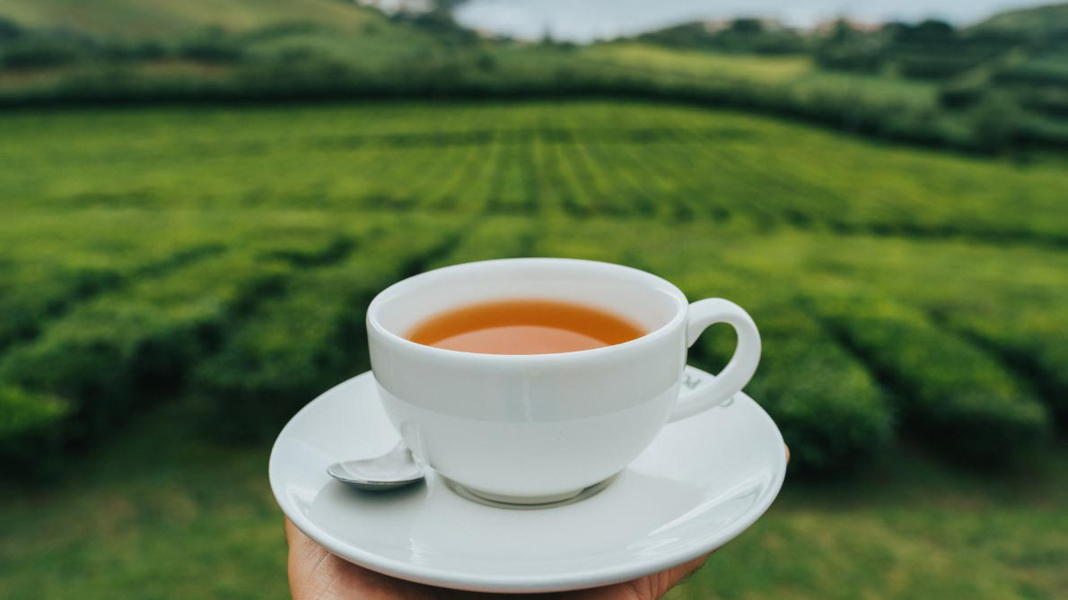 Portuguese tea, Azores, Portugal