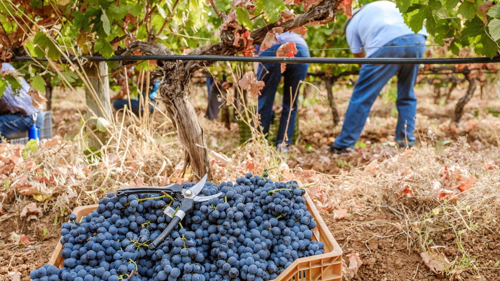 Portuguese wine regions - vindimas harvesting