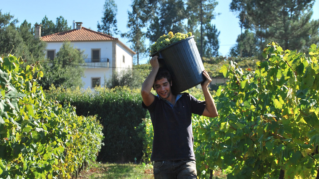 Portuguese wine regions - harvesting vindimas