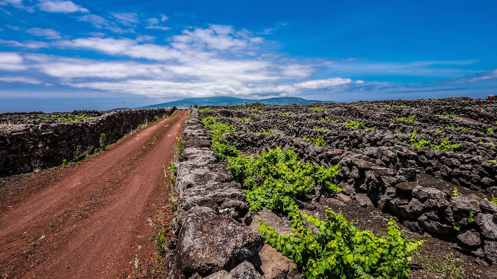 wines Portuguese islands - Azores Pico vineyards