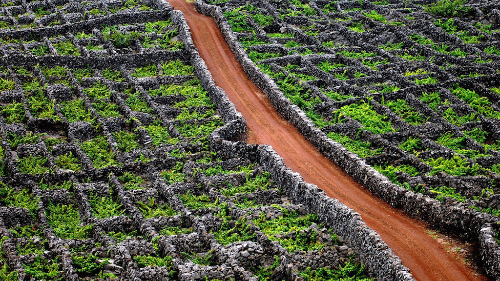 wines Portuguese islands - Azores Pico vineyards