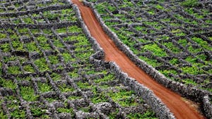 wines Portuguese islands - Azores Pico vineyards