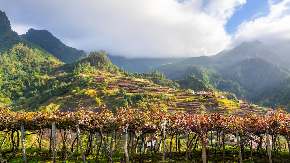 Madeira wines - harvesting Vindima