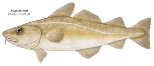 bacalhau Portuguese codfish