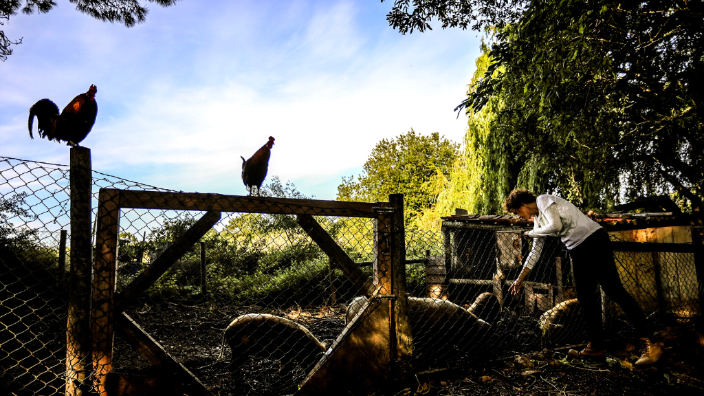 a bird sitting on top of a wooden fence