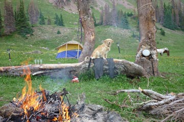 Camp Dog