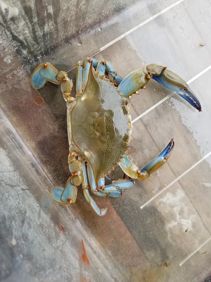 Blue Crabbing In Charleston, SC | Barrier Island Eco Tours