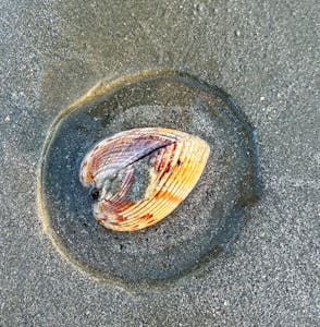a close up of an atlantic cockle clam