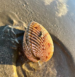 a close up of an Atlantic Cockle Clam