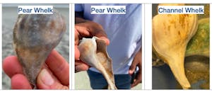 comparison photo of pear whelks and channel whelks.