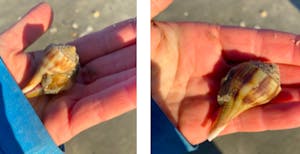 a hand holding a live pear whelk