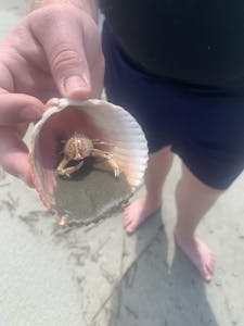 a hand holding a clam shell with a mottled purse crab in it. 
