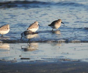 a flock of shorebirds standing next to a body of water
