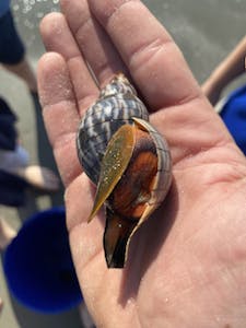 a close up of a hand holding a banded tulip sea snail