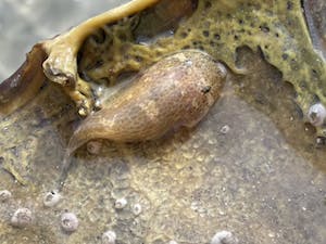 an oyster clingfish clinging to a horseshoe crab molt