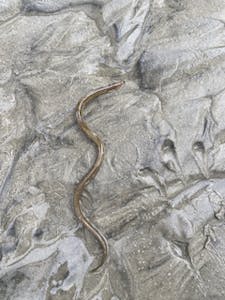 a shrimp eel on wet sand