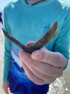 a hand holding an eagle ray mouth plate