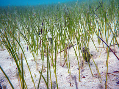 coral world seagrass