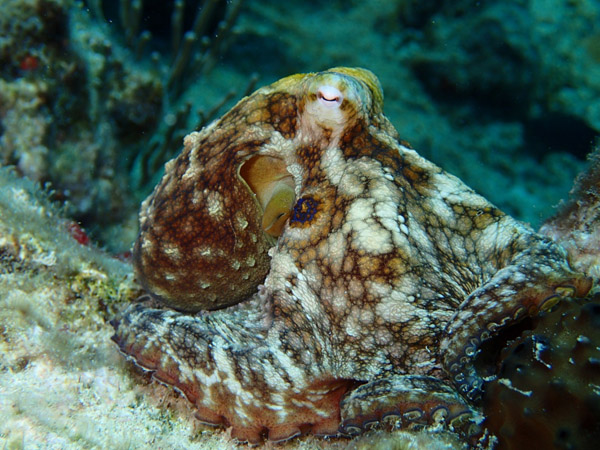 coral world octopus