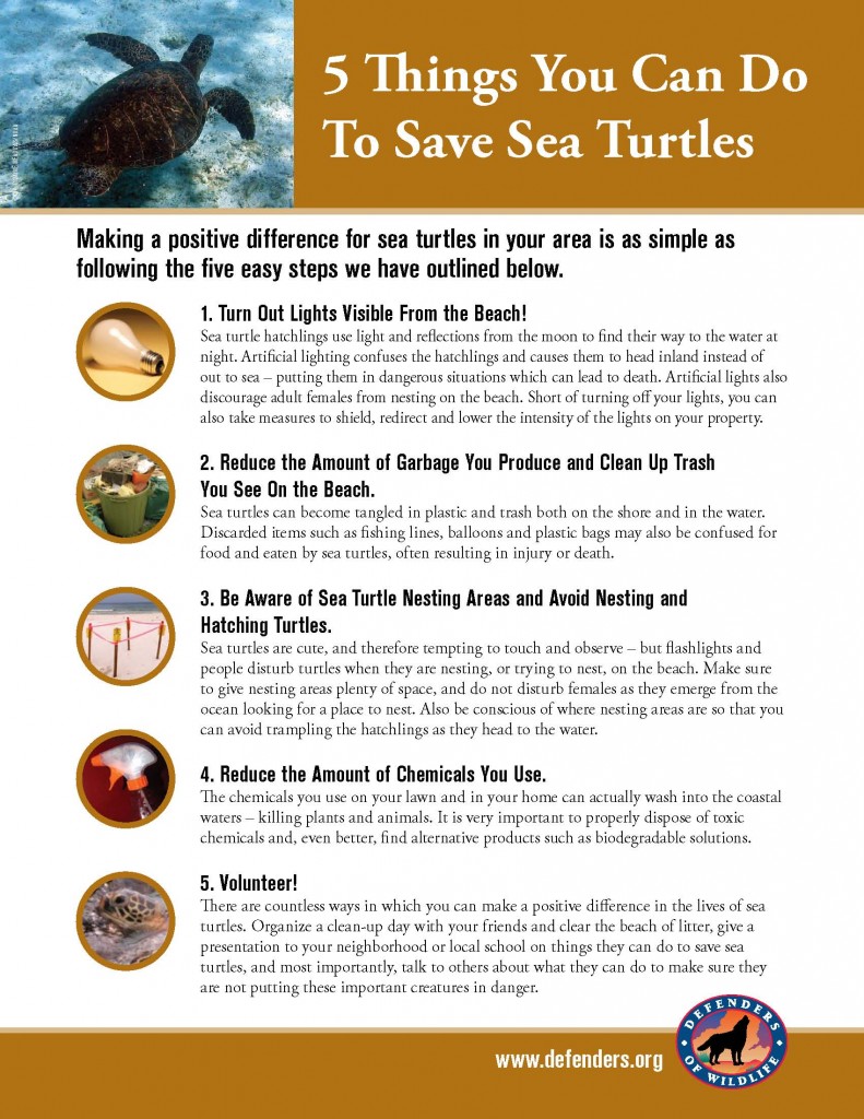 coral world save turtles