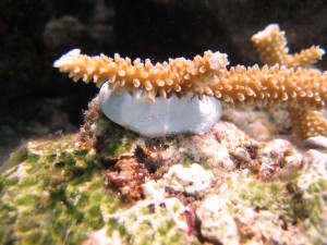 coral world tree