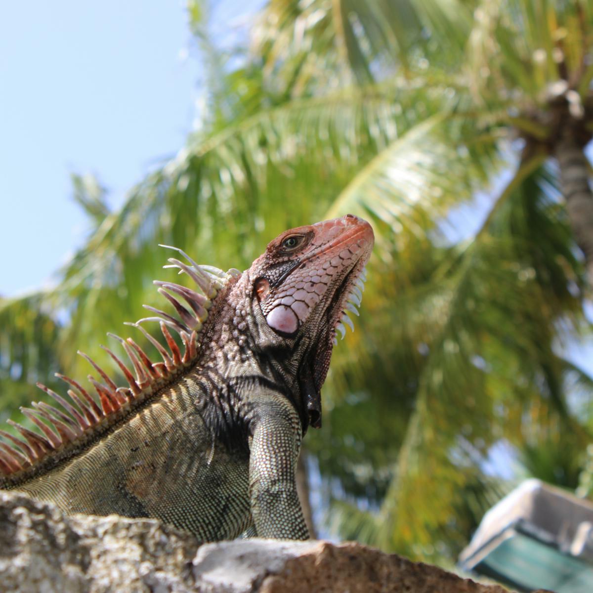 A lizard perched on a rock at Coral World Ocean Park