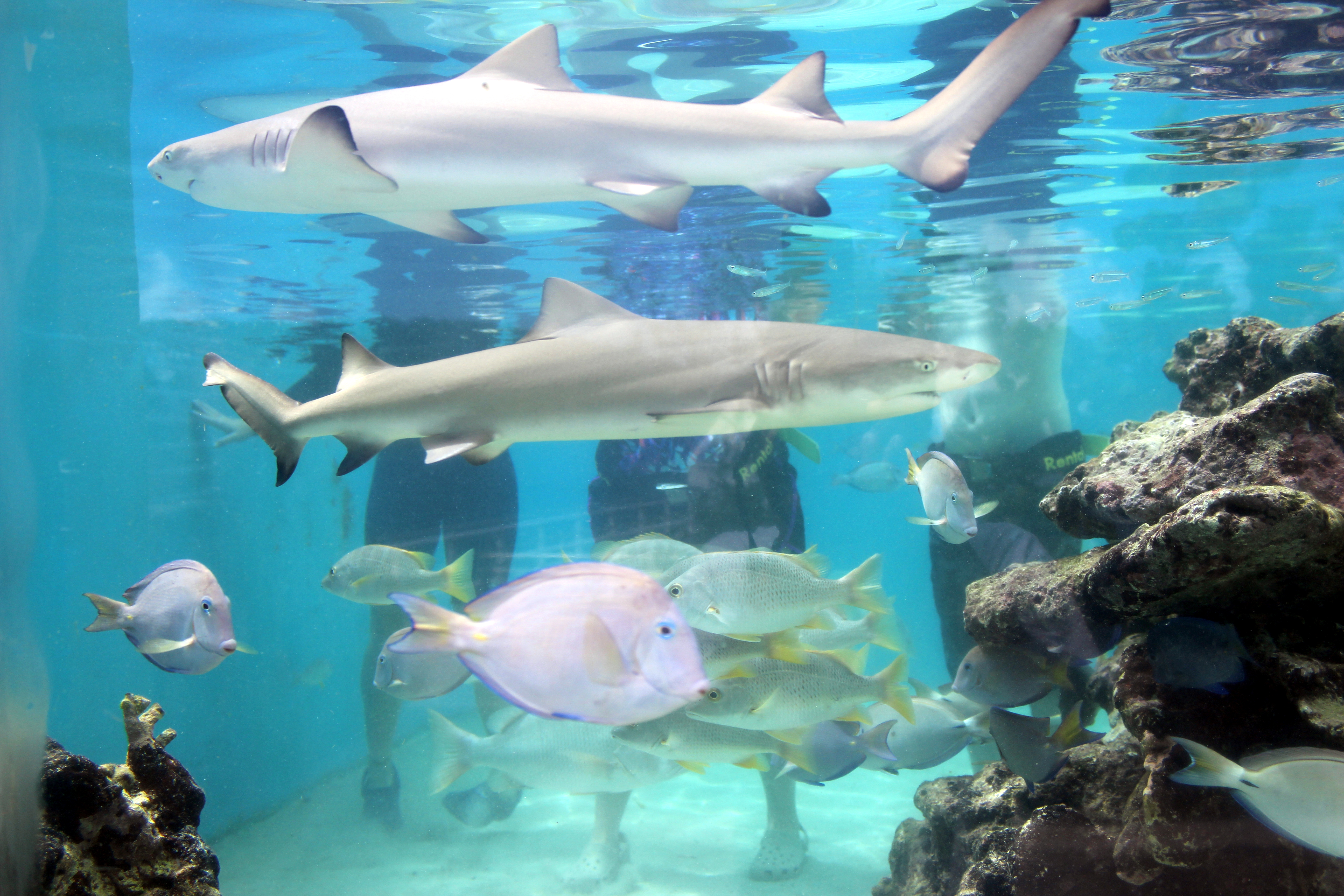 Shark Facts | Coral World Ocean Park