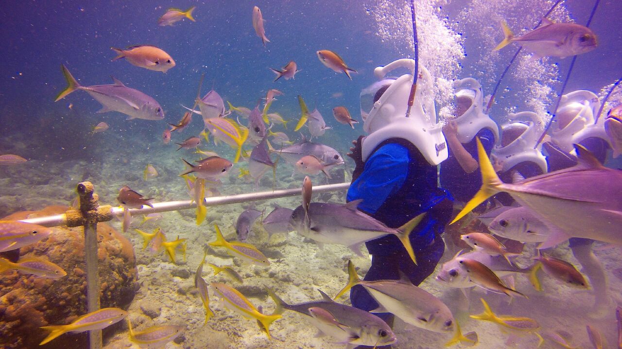 sea trek coral world