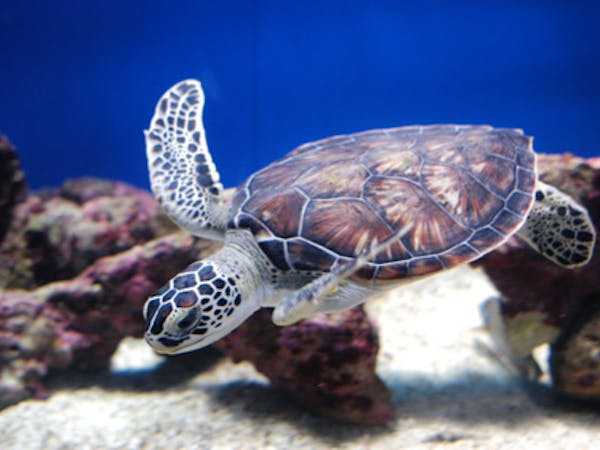 A baby sea turtle swimming in an observation tank at Coral World Ocean Park