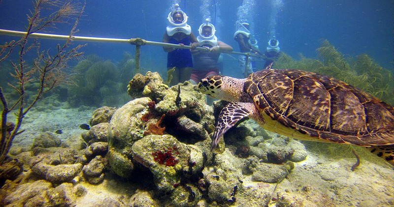 sea trek helmet dive at coral world ocean park