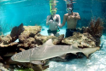 A group of Coral World visitors observe a shark underwater