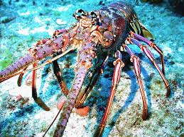 yellow tail lobster