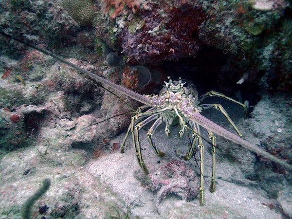 A spiny lobster peeks out from under a rock in the ocean near Coral World Ocean Park