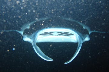 manta ray mouth up close