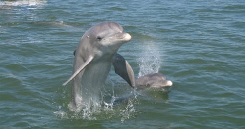 dolphin tours