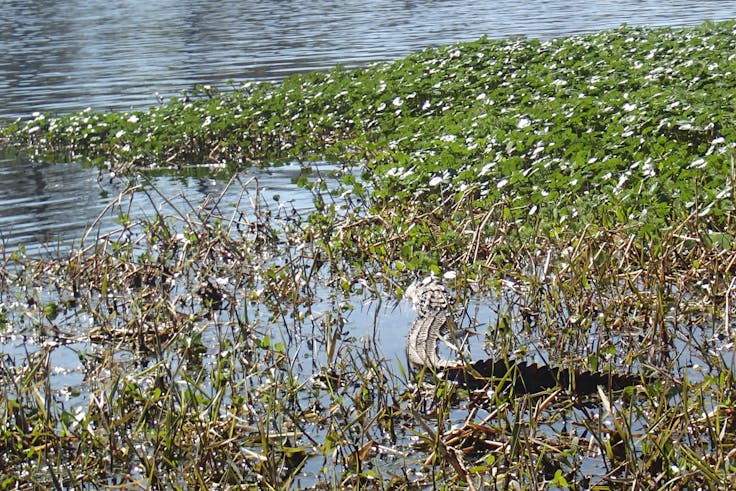 Alligator in the floating plants on the Black River in Myrtle Beach, SC