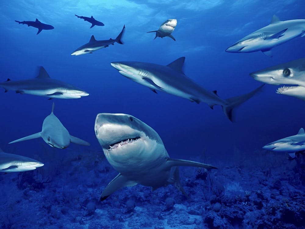11 Surprising Facts About Sharks (Selachimorpha)