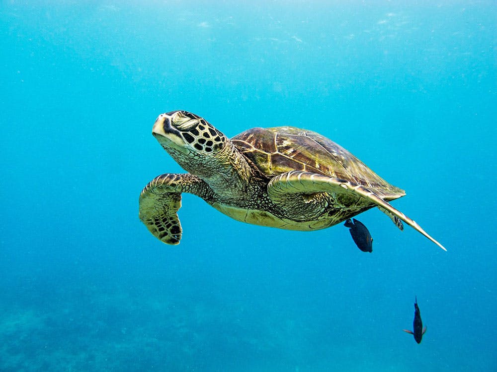 Hawaii’s Sea Turtles | North Shore Shark Adventures