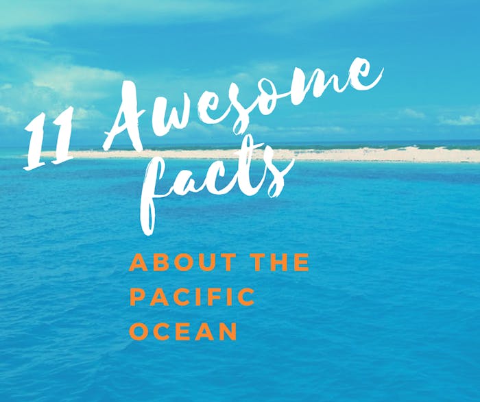 11 Awesome Facts About The Pacific Ocean! North Shore Shark Adventures
