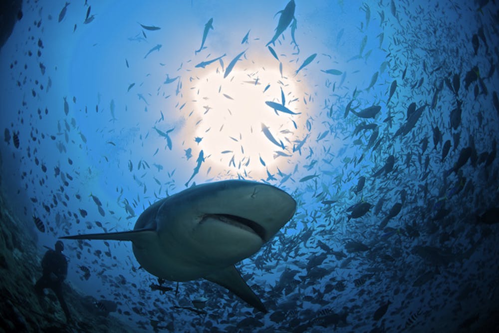 5 Things You Didn't Know Sharks Do For You