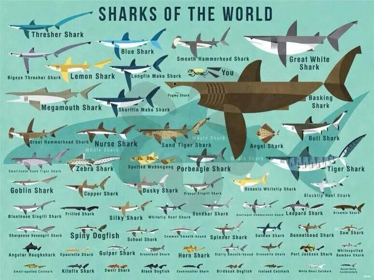 Why Are All Shark Species Important? | North Shore Shark Adventures