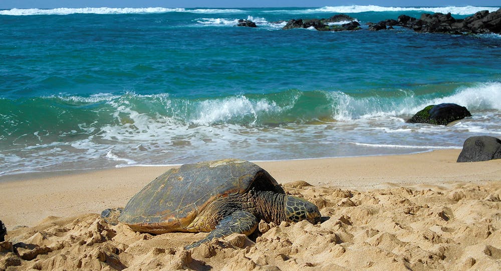 Green Sea Turtles In Hawaii 