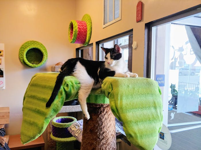 cat cafe san diego prices