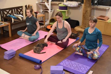 Cats and Mats: The Rising Trend of Feline-Friendly Yoga Classes