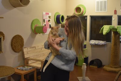 Past Adoptions The Cat  Cafe 