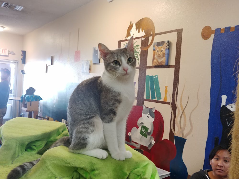Meet Rochelle at The Cat Cafe