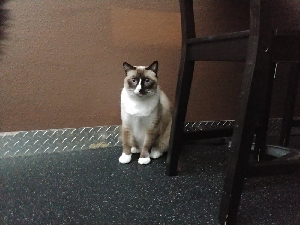 Meet Sunshine at The Cat Cafe
