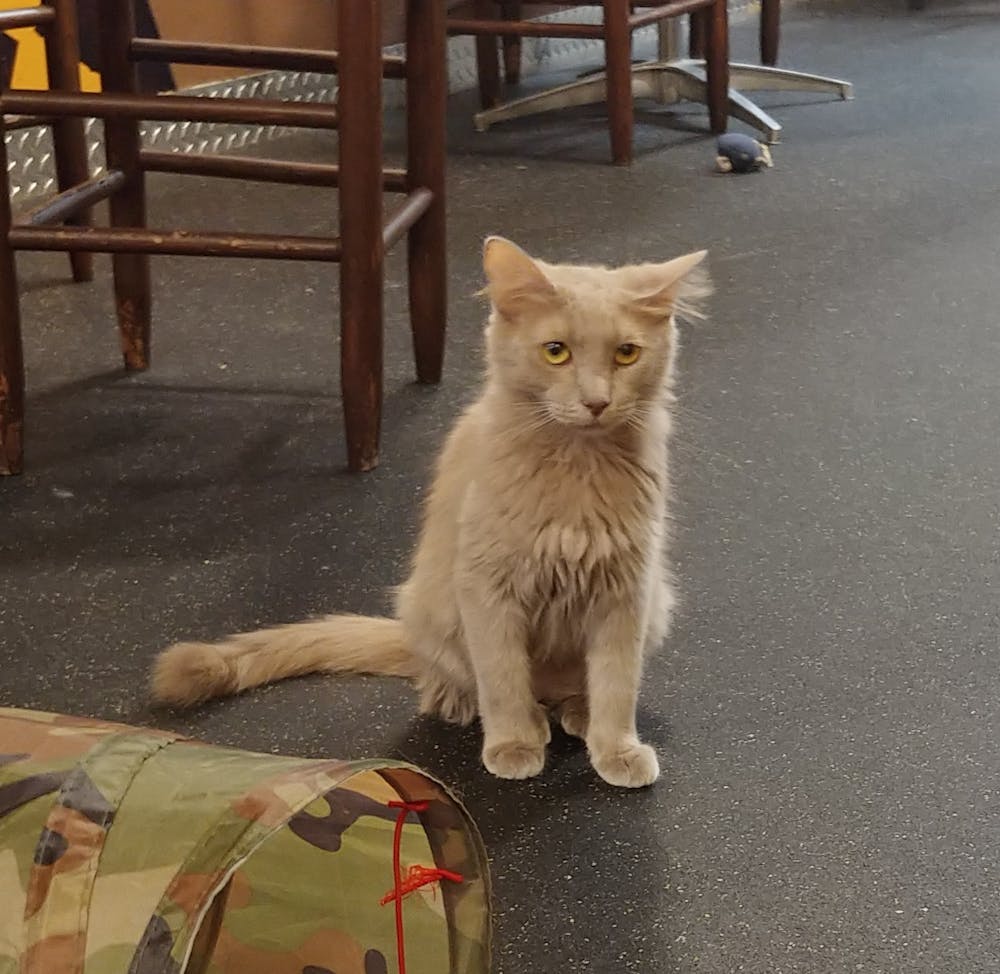 Meet Pharroh at The Cat Cafe