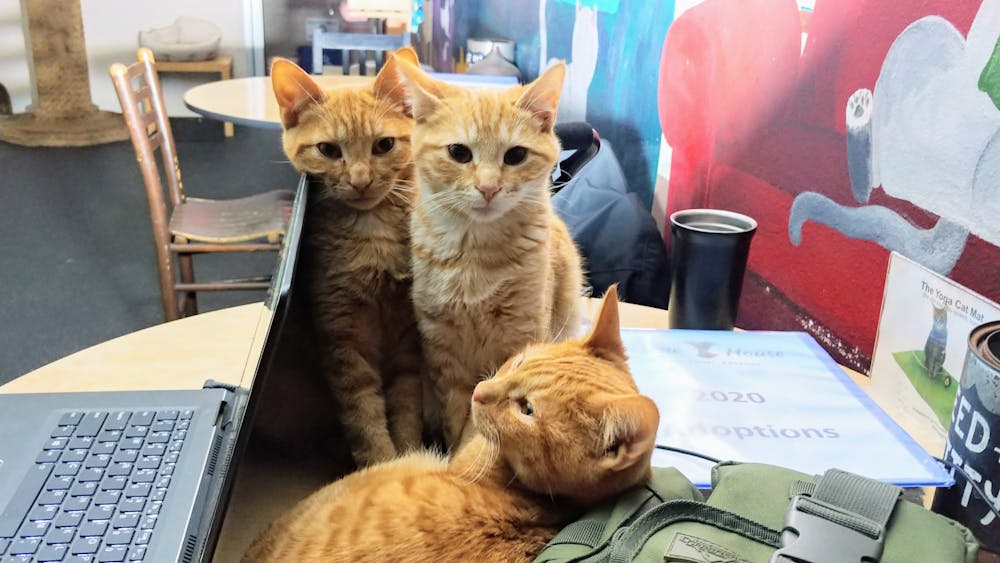 Meet Tello, Temo and Tory at The Cat Cafe